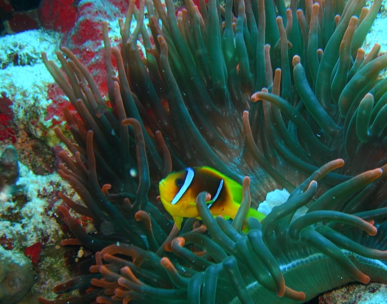 Clownfisch (auch Anemonenfisch) zwischen den Tentakeln einer Seeanemone, mit der er in Partnerschaft lebt