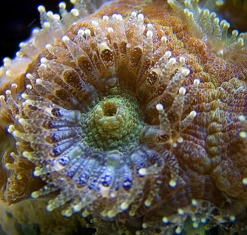 Oberes Ende einer einzelnen Steinkoralle (Polyp) mit Tentakeln (Fangarmen). Damit filtert die Koralle Nahrung aus dem Meer