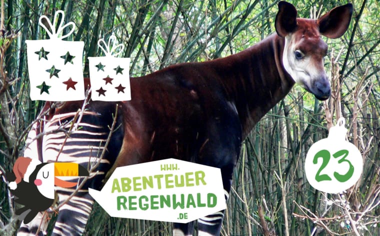 Ein Okapi steht im Wald. Es hat einen dunkelbraunen Körper und schwarzweiß gestreifte Beine