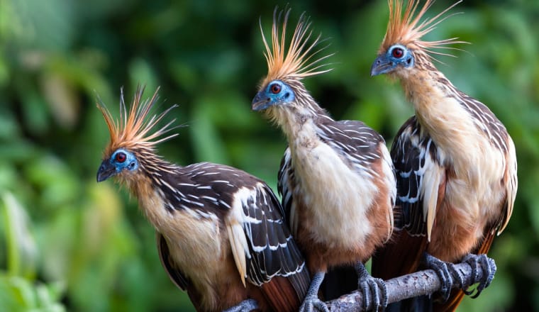 Drei Hoatzin-Vögel sitzen nebeneinander auf einem Ast