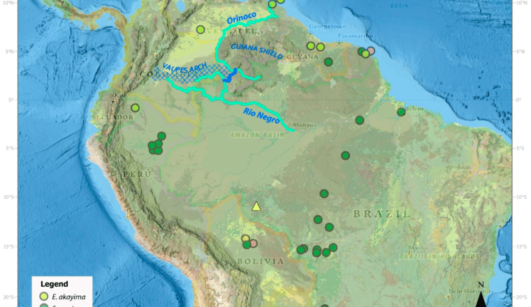 Ausschnitt Landkarte nördliches Südamerika, dunkelgrüne Punkte markieren Fundorte der bisher bekannten Art der Grünen Anakonda, hellgrüne Punkte markieren neue Art Nördliche Grüne Anakonda