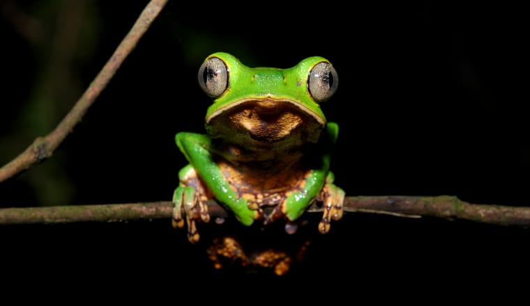 Der grüne Maki-Frosch klammert sich an einen waagerechten Ast und schaut in die Kamera