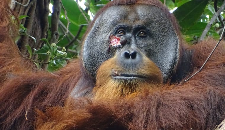Orang-Utan mit Wunde unter dem Auge blickt in die Kamera