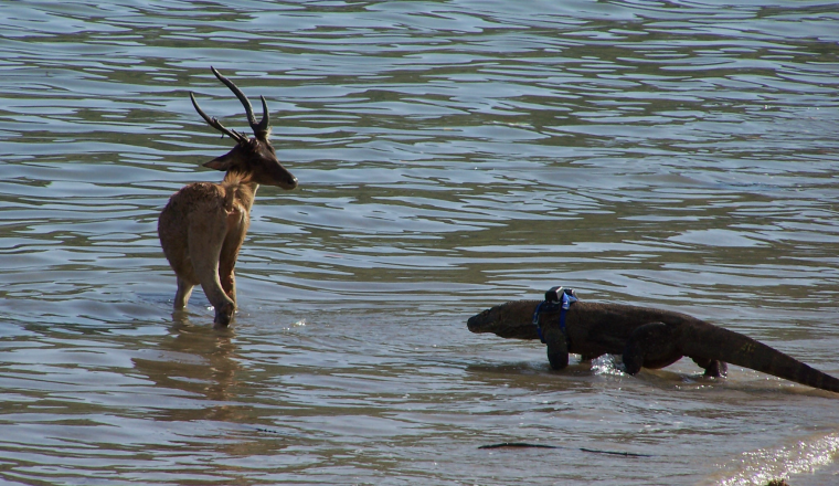 Ein Komodowaran folgt einem verletzten Hirsch in den Ozean, um ihn zu erbeuten. Der Waran trägt einen GPS-Sender, Insel Flores in Indonesien