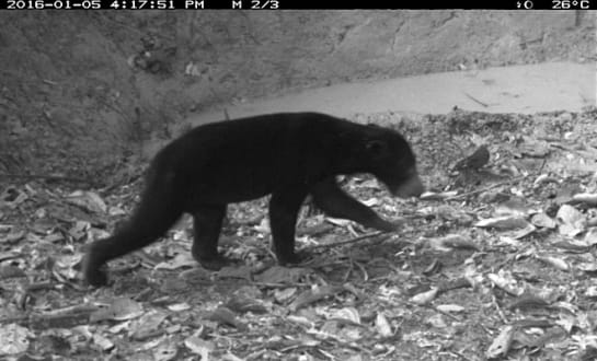 Ein Malaienbär tappt auf seinem Streifzug in die Fotofalle Ein Malaienbär tappt auf seinem Streifzug in die Fotofalle