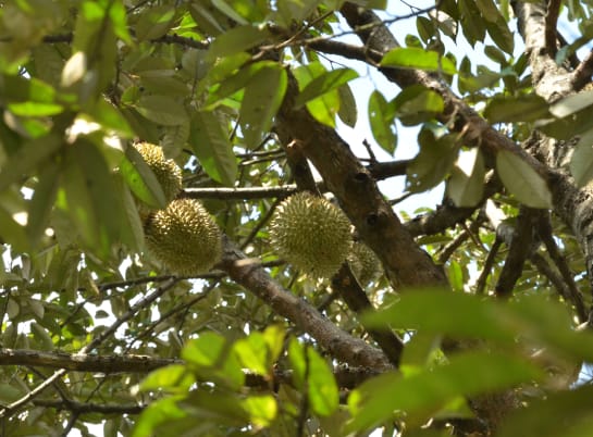 Durian-Baum mit Früchten, heimisch in Südostasien