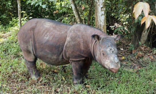 Es gibt vermutlich nur noch 100 Sumatra-Nashörner