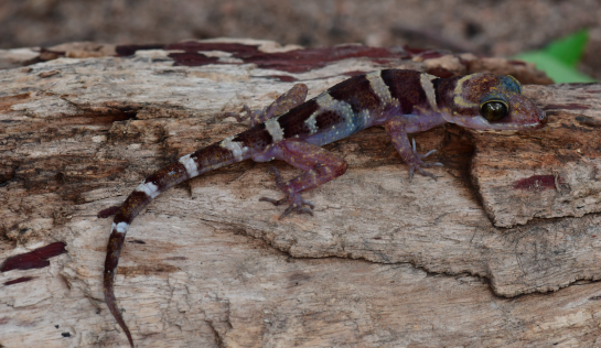 ein Bogenfinger-Gecko sitzt auf einem Baumstann. Er hat weiße Streifen auf brauner Haut.