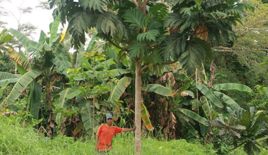 Nach 14 Monaten ist der gepflanzte Baum schon viele Meter groß