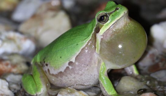 Ein grüner Frosch sitzt mit großer Schallblase im steinigen Bachbett
