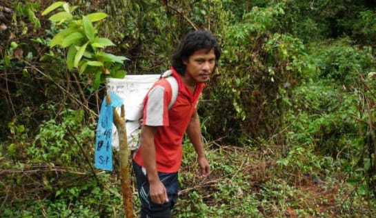 Einheimische bringen die Setzlinge zum Auspflanzen 6-12 Monate werden die Setzlinge in der Baumschule gezogen, danach werden sie in den Urwald gepflanzt und 5 Jahre lange betreut