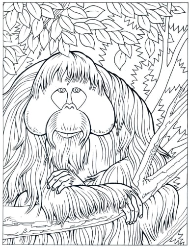 Schwarz-weiße Strichzeichnung eines Orang-Utans im Regenwald als Malvorlage