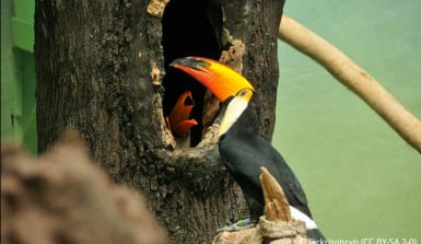 Ein Tukan füttert den Nachwuchs in der Baumhöhle