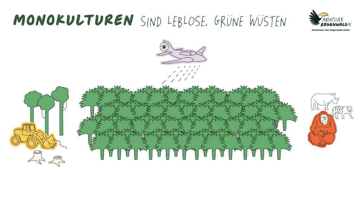 In Palmöl-Monokulturen werden alle anderen Pflanzen und viele Insekten vernichtet. So verlieren Tiere ihre Nahrung und ihren Lebensraum und häufig werden Menschen krank.