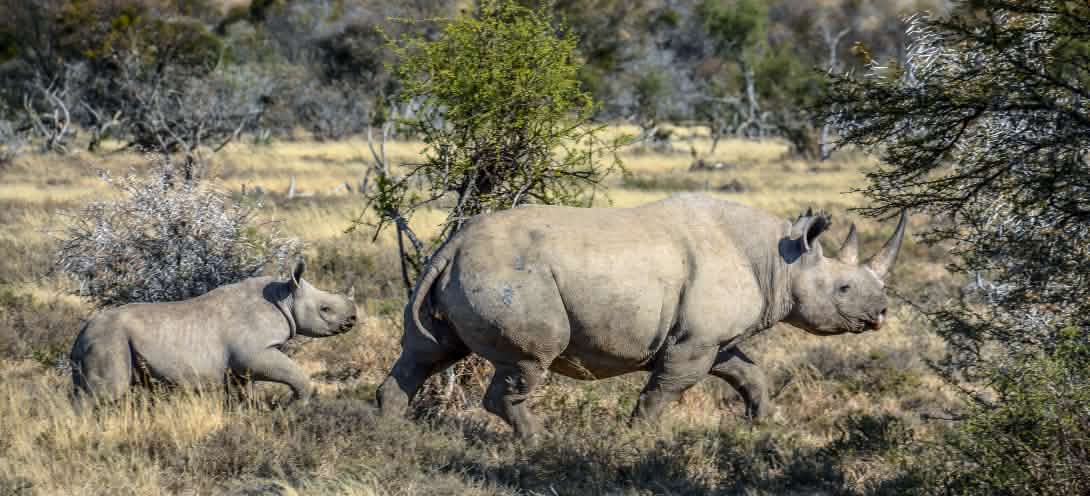 Papageien die Überflieger Abenteuer Regenwald