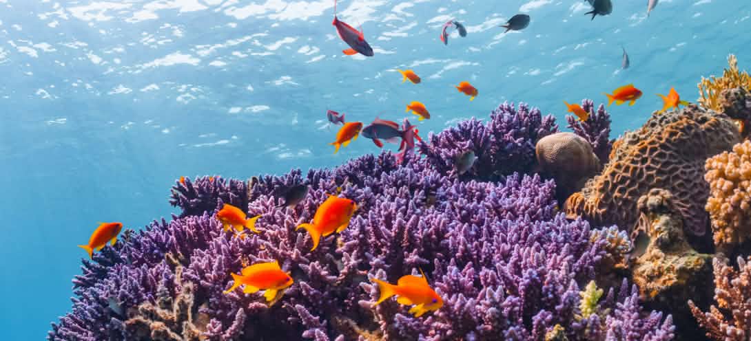 Papageien die Überflieger Abenteuer Regenwald
