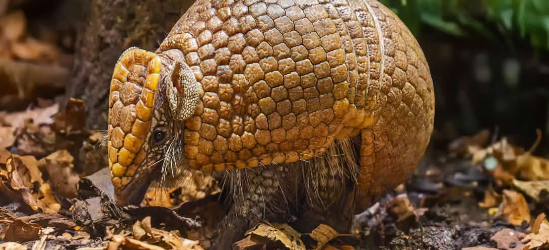 Papageien die Überflieger Abenteuer Regenwald
