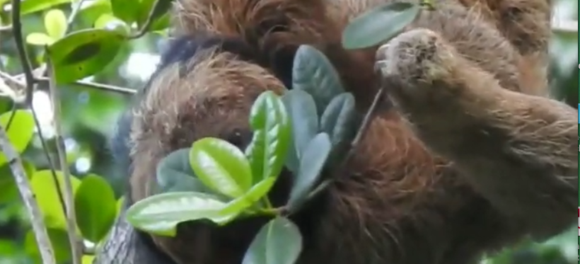 Kragenfaultier frißt Blätter - Screecshot aus dem Video