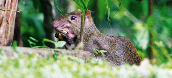 Aguti beim Fressen im Regenwald