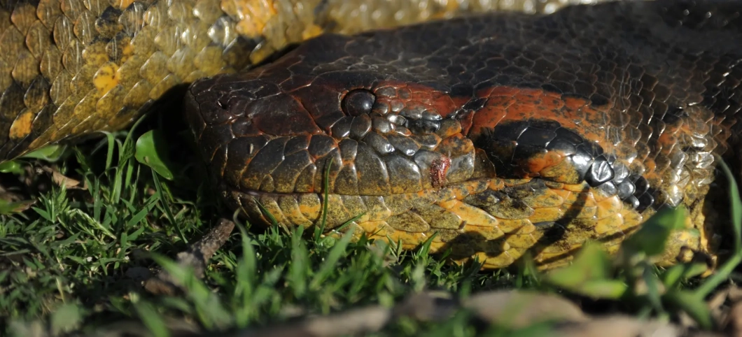 Kopf der Schlange, im Gras schwarz-rot-gelb gemusert