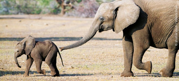 Ein afrikanischer Elefant stupst sein Kind mit dem Rüssel an