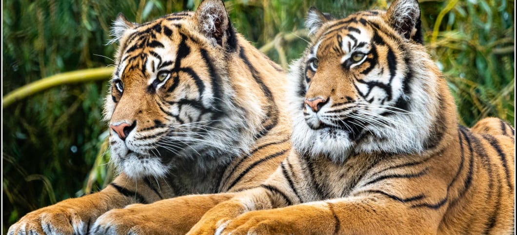 2 Tiger liegen auf Holzstämmen
