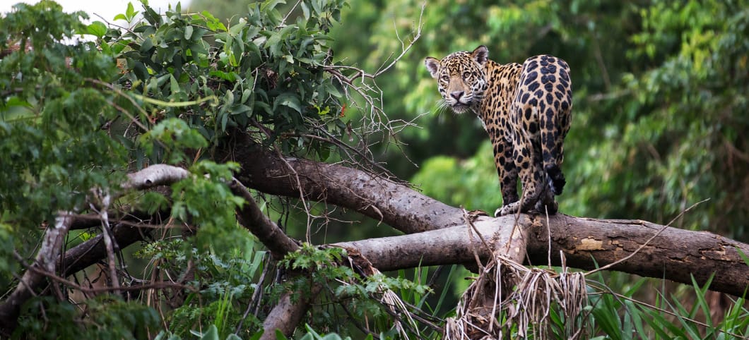 Jaguar im Amazonas-Regenwald
