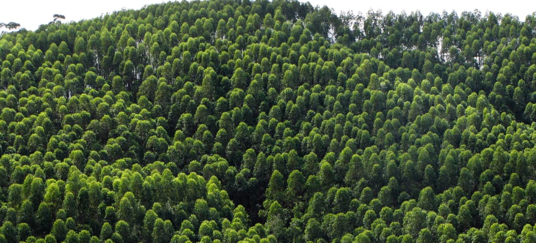 Eukalyptus-Plantage Brasilien