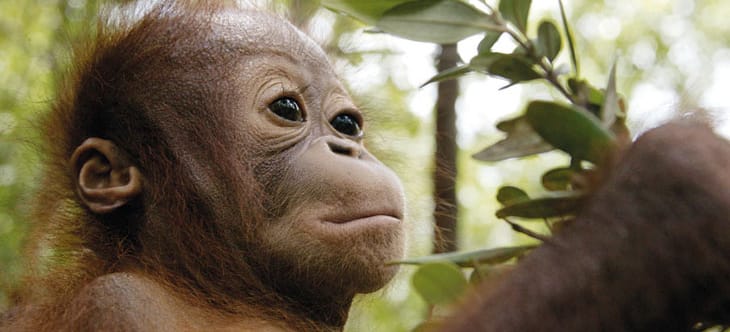 junger Orang-Utan im Regenwald von Sumatra