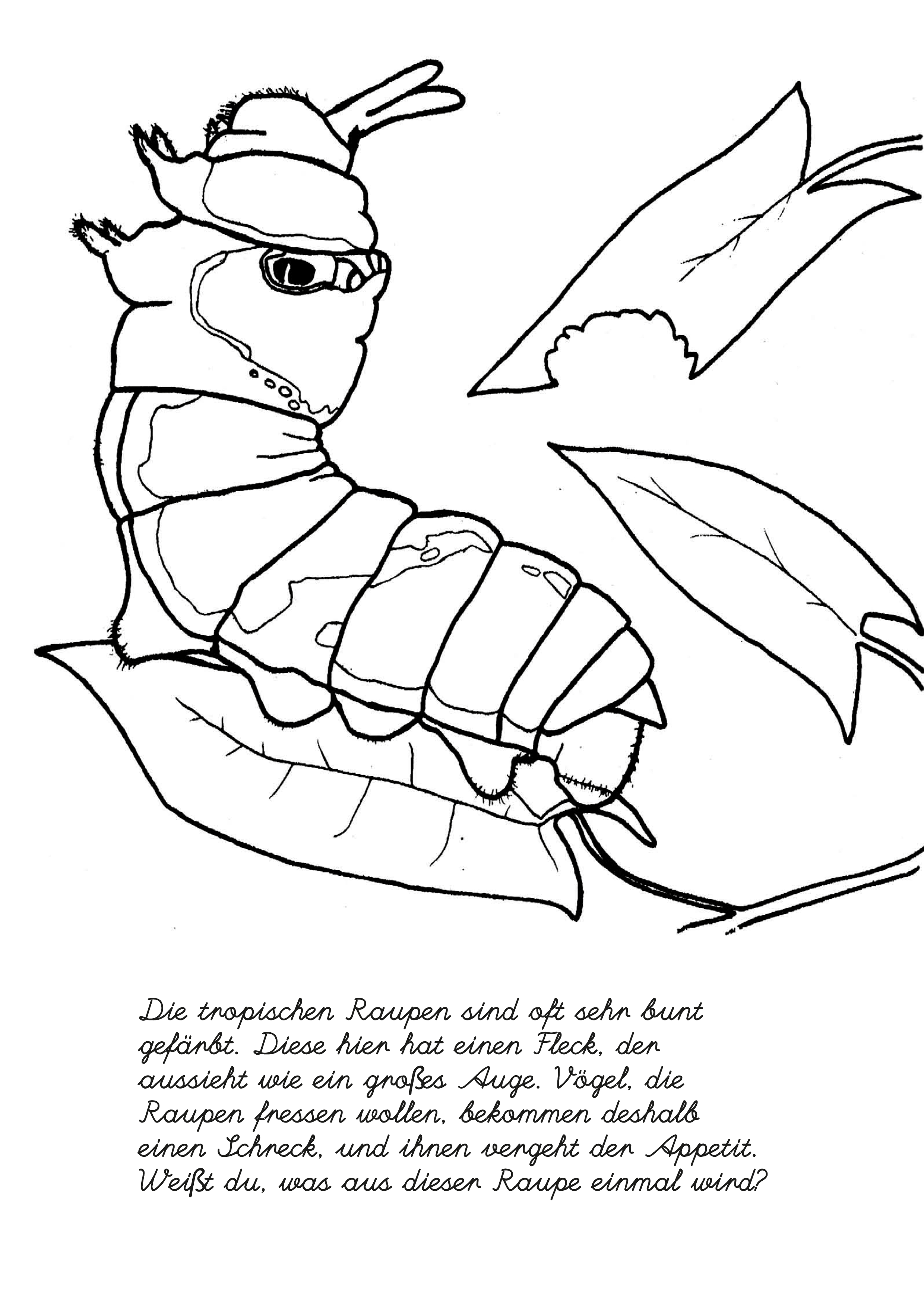 Regenwald Bastel Malvorlagen Abenteuer Regenwald