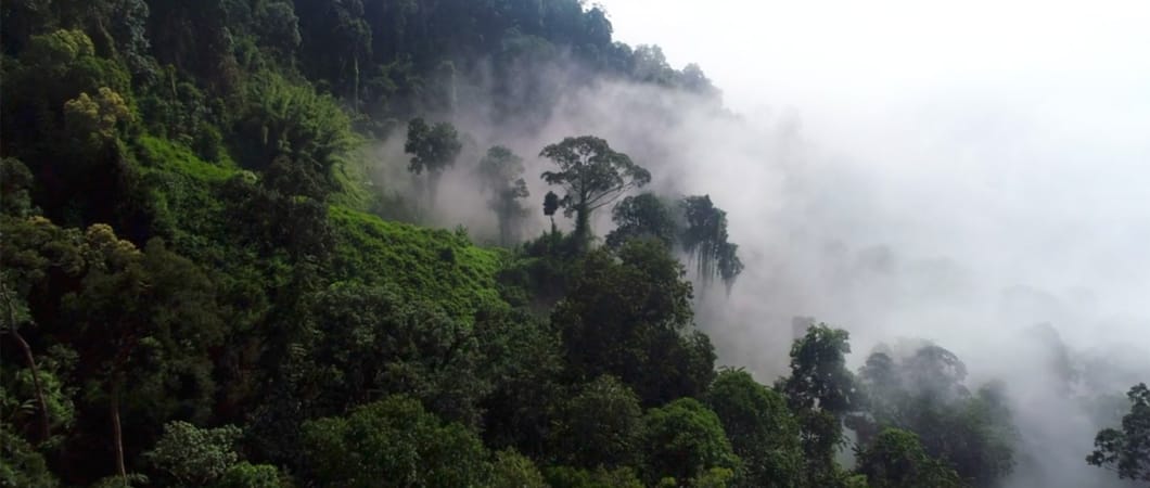 Luftaufnahme von nebligem Regenwald am Morgen