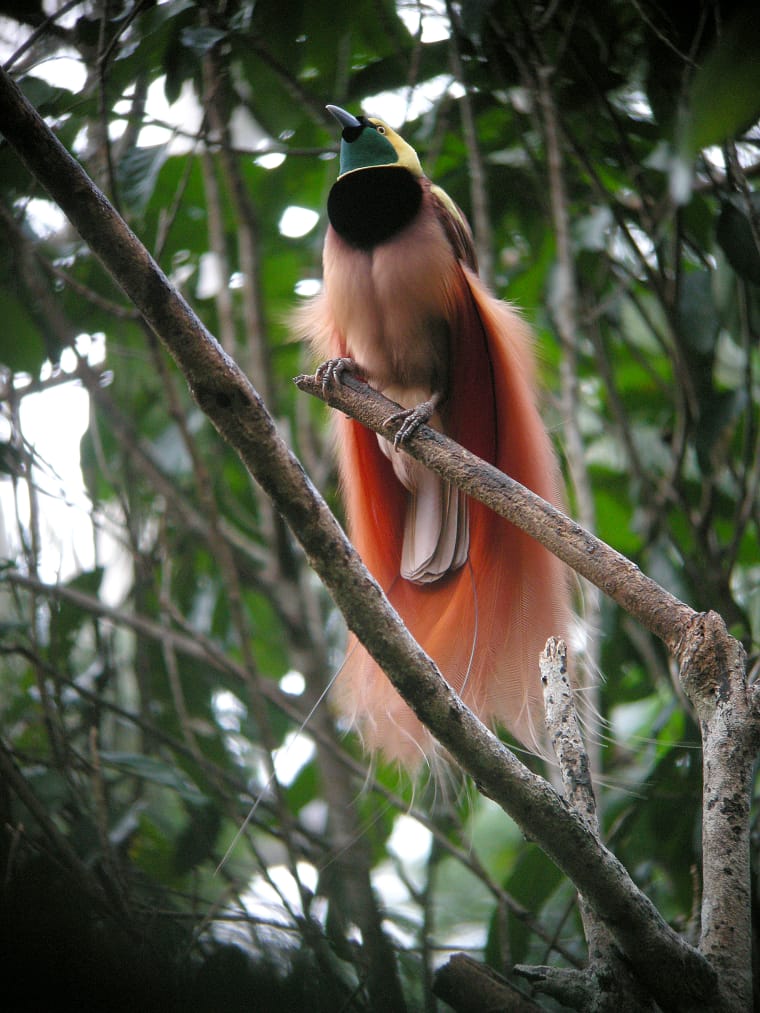Raggi-Paradiesvogel auf einem Ast im Regenwald