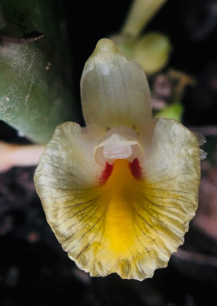 Weiß-gelbe Blüte der Stinkkäfer-Blume