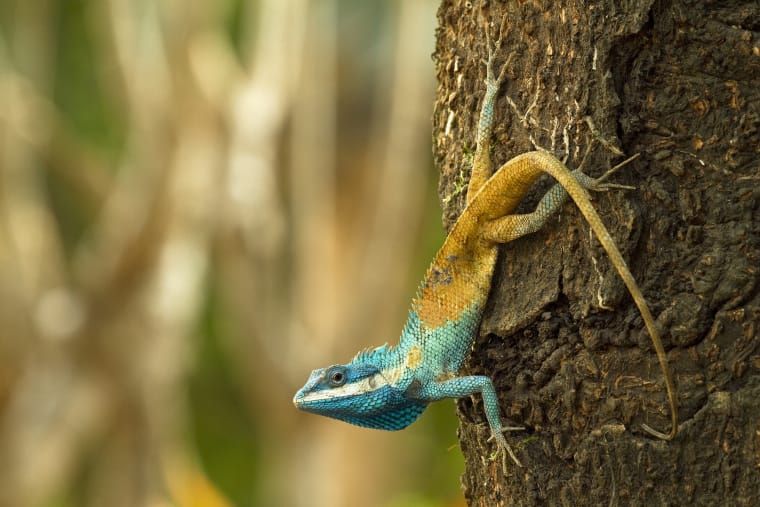 Eine Echse klammert sich an einen Baumstamm, Kopf nach unten. Kopf und Brust sind blau-türkis, hinterer Körper und Schwanz sind dunkelgelb