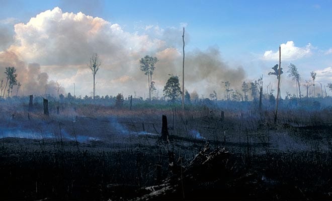 Ansicht von einer rauchenden, abgebrannten Regenwald-Fläche mit Rauchschwaden