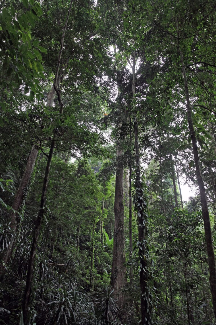 Baumriesen im Bergwald auf rund 1.600 Metern Höhe
Auch in afrikanischen Gebirgsregionen wachsen die Bäume hoch