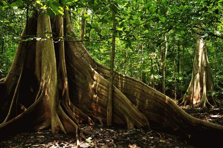 Pflanzen Im Tropischen Regenwald Abenteuer Regenwald