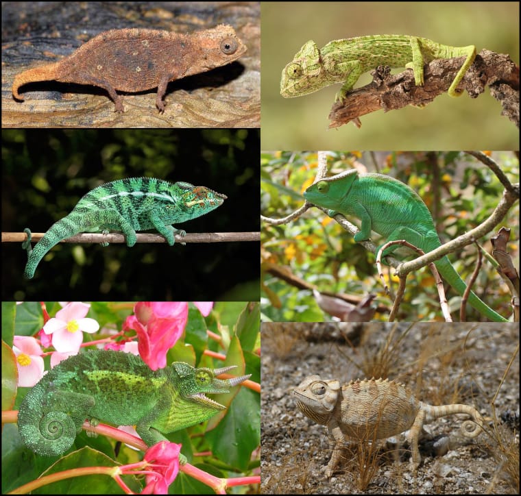 Auf dem Bild sieht man 6 verschiedene Chamäleon-Arten