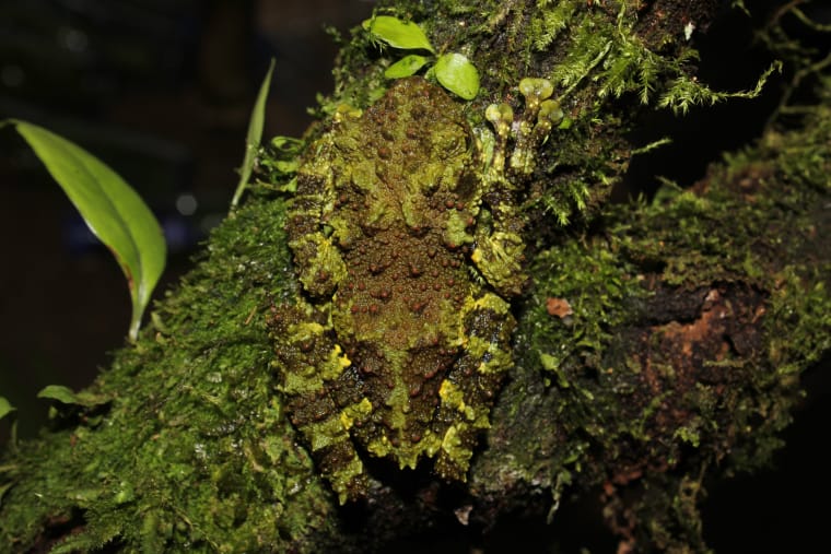 Ein moosfarbener, grünbrauner Frosch sitzt auf einem moosbewachsenen Baumstamm und ist kaum zu erkennen, weil er mit dem Stamm verschmilzt