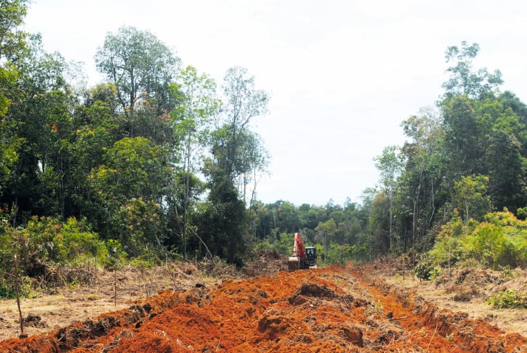 Abholzung auf Borneo für Plantagen
