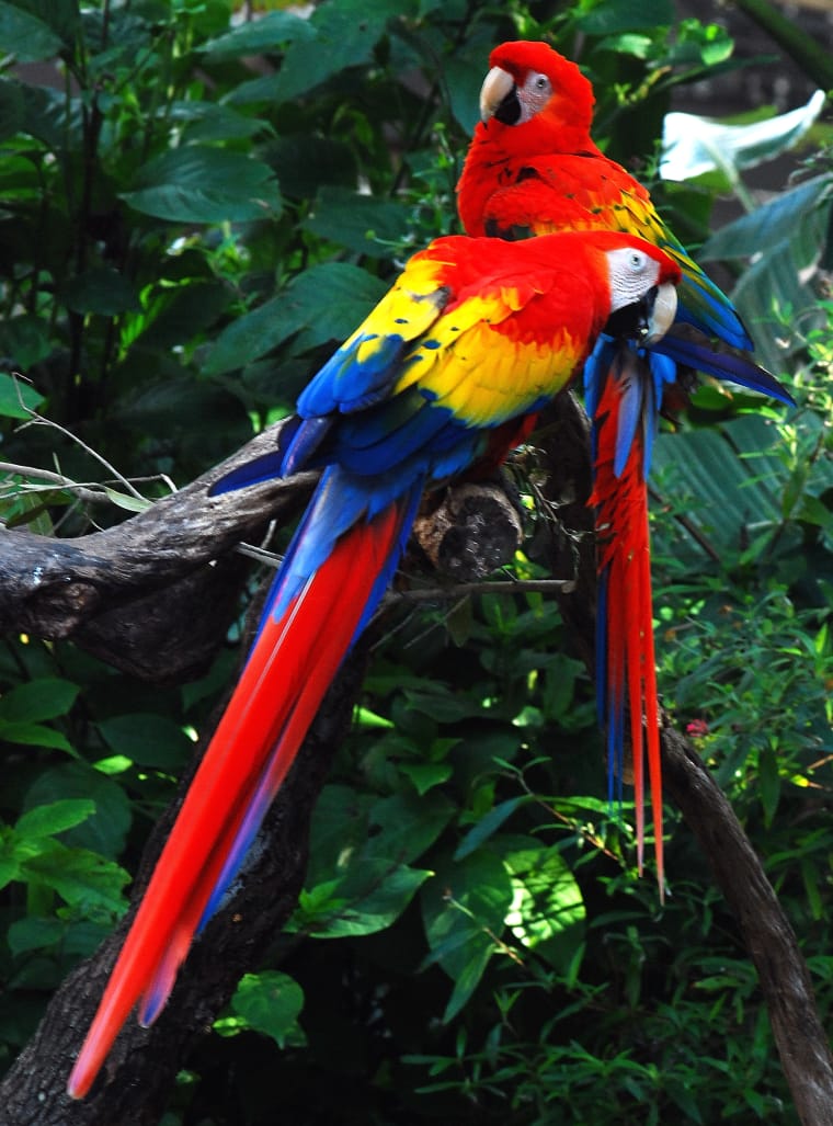 Hellroter Ara, Vogel des tropischen Amerika einer von 2.000 Vogelarten in Amazonien