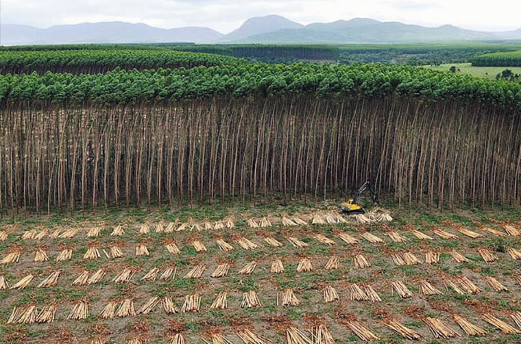 Eukalyptus-Plantage mit Erntemaschine, Brasilien