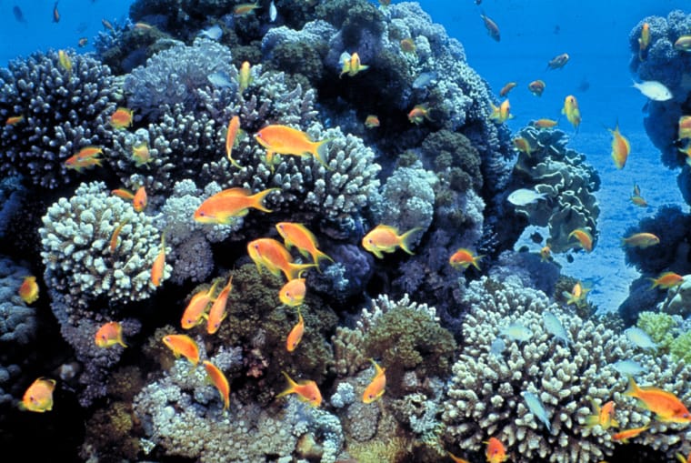 Korallenriff mit bunten, vor allem orangefarbenen Fischen