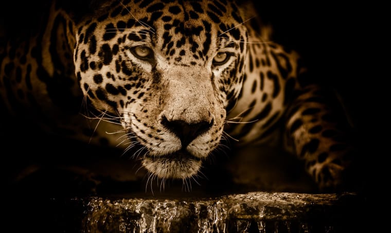 Jaguar Augen in Brasilien
