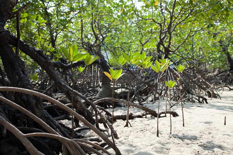 Mangroven Wurzeln im Sand