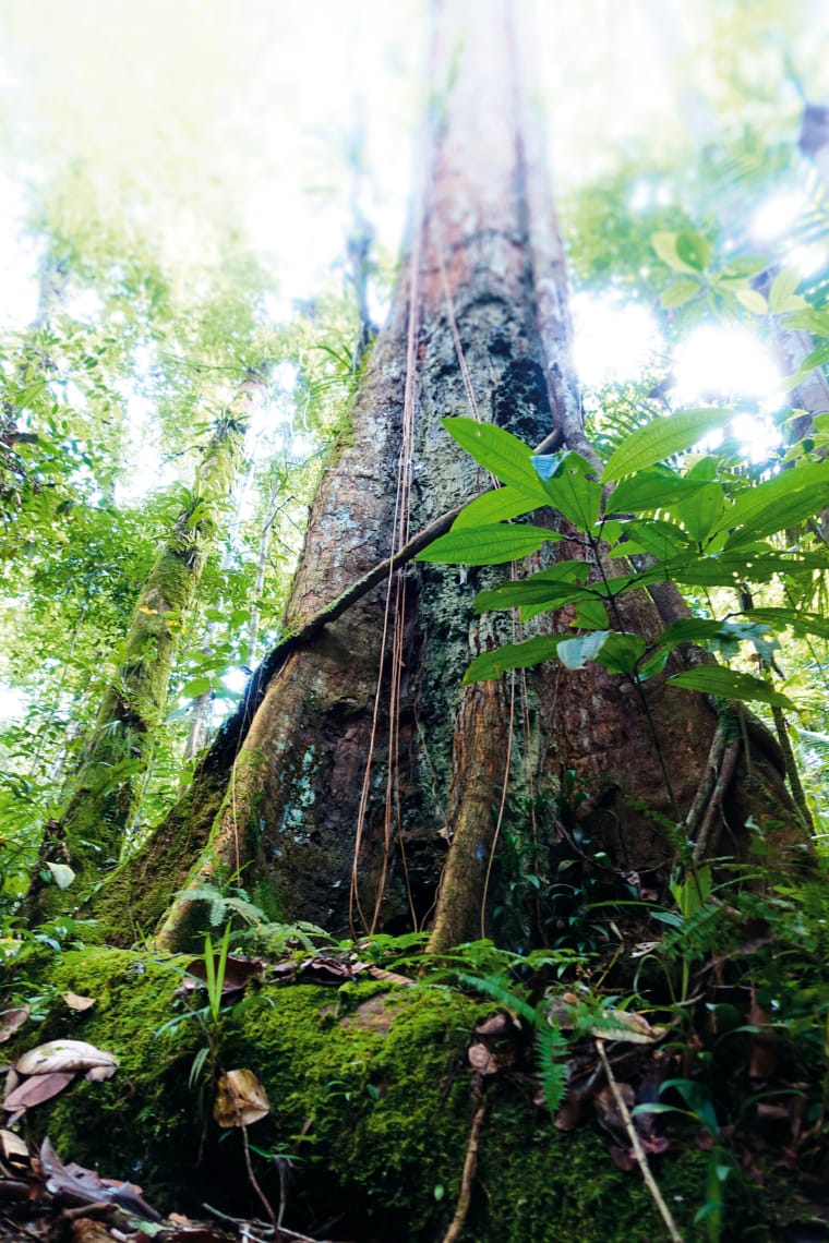 Urwaldriese in einem Primärwald am peruanischen Amazonas