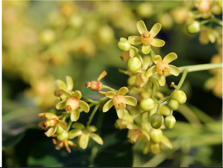 Gelbe Blüten des Amerikanischen Mahagonibaumes. Er trägt erst ab dem 12. Jahr Früchte. 