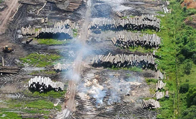 Illegal gefälltes Tropenholz in Brasilien liegt in Reihen gestapelt auf einem zerstörtem Fleld.