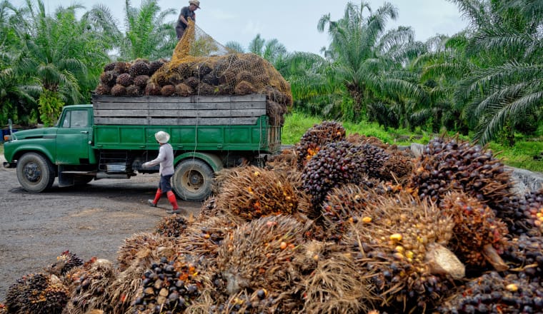 Plantagenarbeiter bereiten sich darauf vor, frisch geerntete Ölpalm-Obstbündel an einer Sammelstelle zu entladen.