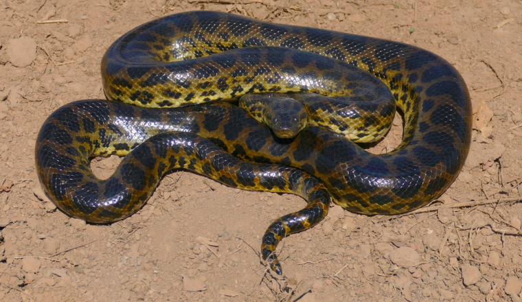 gelb brau gemusterte Schlange zusammengerollt auf staubigen Boden